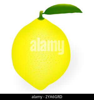 Lemon tree isolated on white background illustration Stock Vector Image ...