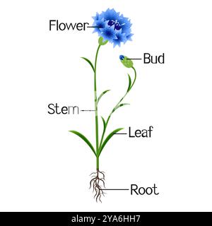 The illustration shows a part of the plant of blue cornflower. Stock Vector