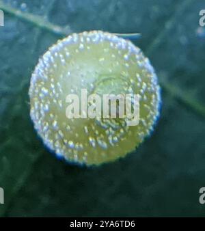 Hickory Sticky Ginger Jar Gall Midge (Caryomyia viscidolium) Insecta ...