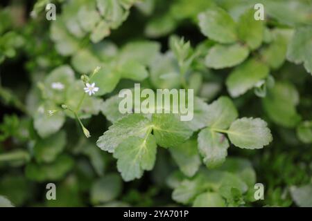 fool's watercress (Apium nodiflorum) Plantae Stock Photo