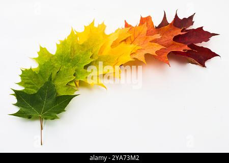 Maple leaves display a spectrum of orange, yellow and green hues at ...
