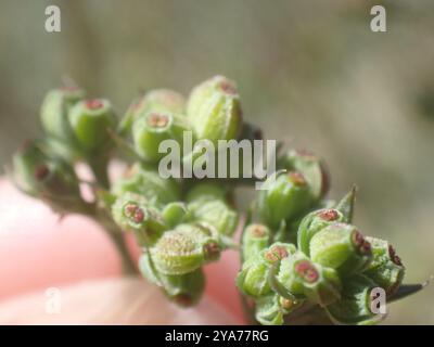 Slender Hare's-ear (Bupleurum tenuissimum) Plantae Stock Photo