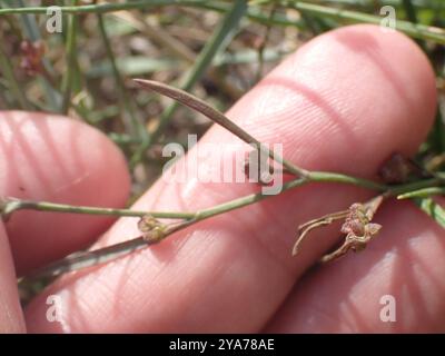 Slender Hare's-ear (Bupleurum tenuissimum) Plantae Stock Photo