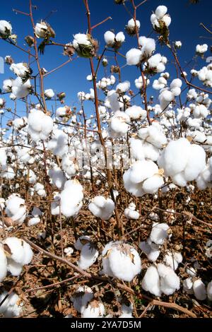 Cotton balls ready to be harvested in contrast to blue sky in the state of Mato Grosso do Sul, Brazil Stock Photo