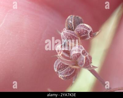 Slender Hare's-ear (Bupleurum tenuissimum) Plantae Stock Photo