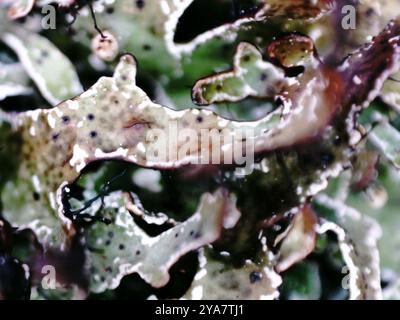 Smoky Crottle (Parmelia omphalodes) Fungi Stock Photo