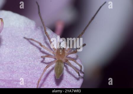 Agrarian Sac Spider (Cheiracanthium inclusum) Arachnida Stock Photo