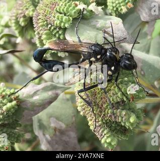 Gold-marked Thread-waisted Wasp (Eremnophila aureonotata) Insecta Stock Photo