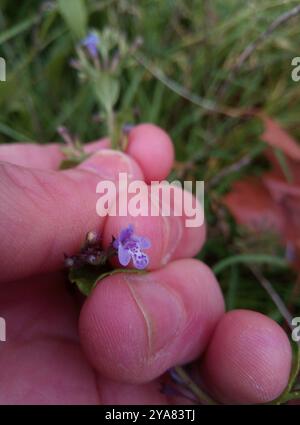 Lesser Calamint (Clinopodium nepeta) Plantae Stock Photo