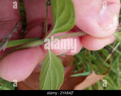 Lesser Calamint (Clinopodium nepeta) Plantae Stock Photo