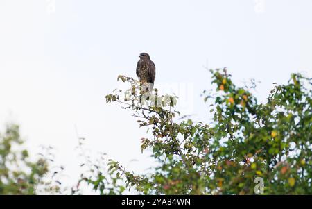 bird of prey Buteo buteo aka common buzzard perched on the tree. Common bird of prey in Czech republic. Stock Photo