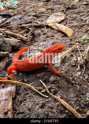 Juvenile Eastern Newt, North Carolina, USA Stock Photo