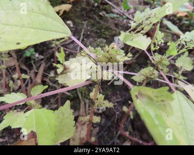 Canada clearweed (Pilea pumila) Plantae Stock Photo