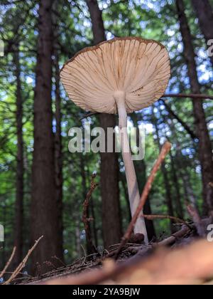 Beech Rooter Beech Rooter (Oudemansiella furfuracea) Fungi Stock Photo - Alamy