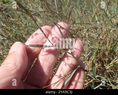 Slender Hare's-ear (Bupleurum tenuissimum) Plantae Stock Photo