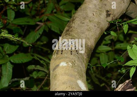 Indian Ornamental Tarantula (Poecilotheria regalis) Arachnida Stock Photo