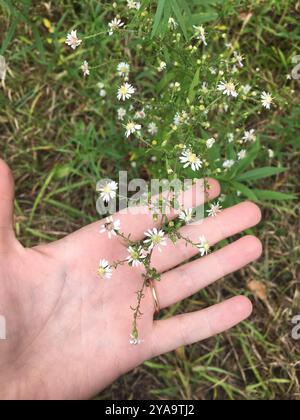 bushy, eastern, heart-leaved, and old field asters (Symphyotrichum) Plantae Stock Photo