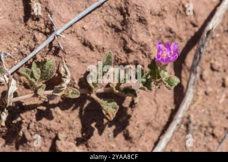 Trailing Windmills (Allionia incarnata) Plantae Stock Photo