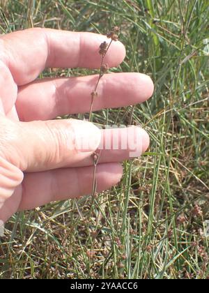 Slender Hare's-ear (Bupleurum tenuissimum) Plantae Stock Photo