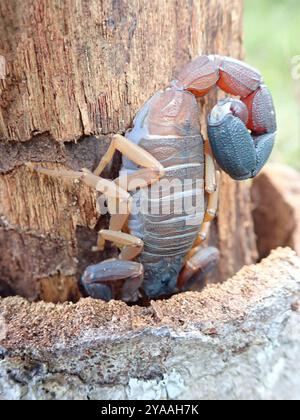 (Jaguajir agamemnon) Arachnida Stock Photo - Alamy
