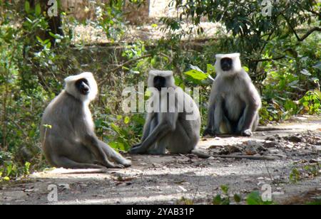 Nepal Sacred Langur (Semnopithecus schistaceus) Mammalia Stock Photo