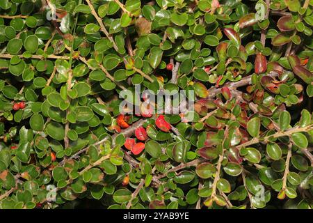 Hjelmqvist's Cotoneaster (Cotoneaster hjelmqvistii) Plantae Stock Photo