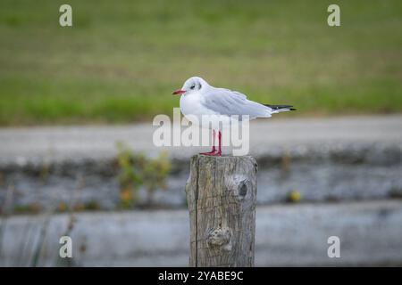 A seagull (Larinae) sits on a wooden post in a quiet landscape, Podersdorf, Burgenland, Austria, Europe Stock Photo