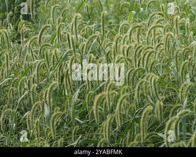 giant foxtail (Setaria faberi) Plantae Stock Photo