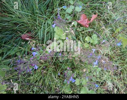 Lesser Calamint (Clinopodium nepeta) Plantae Stock Photo