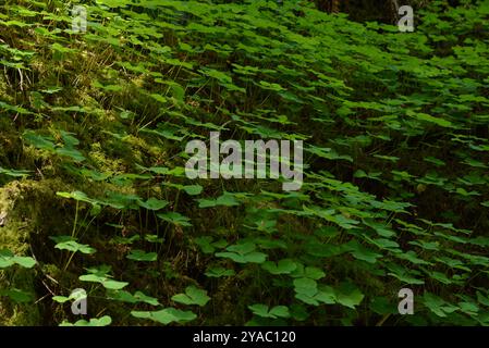 Close up side view of a dense patch of  woodland sorrel (Oxalis oregana) growing through a mossy surface. Stock Photo