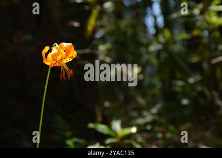 Close up of an orange lily blossom, specifically that of a Columbia Lily (Lilium columbianum), in a dark forest. Stock Photo