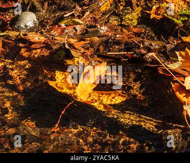 Lonely Maple leaf surrounded by brown leaves in rippling river water. Stock Photo