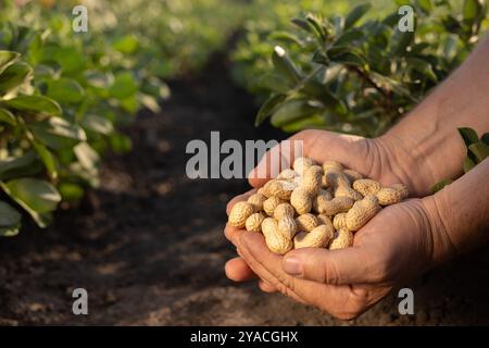 farmer's hand holding fresh peanuts with leaves close-up on groundnut field background, peanut harvesting Stock Photo