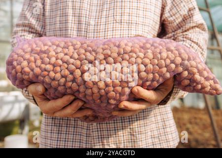 farmer harvesting bear nut close up, turkish hazelnut harvesting, nut production, full bag of bear nut Stock Photo