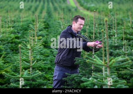 Christmas Tree farm in Scotland Stock Photo