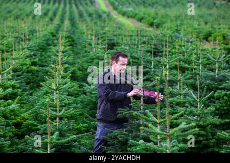 Christmas Tree farm in Scotland Stock Photo