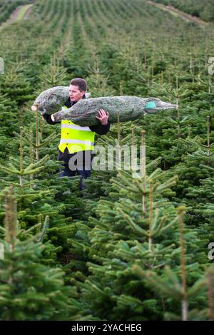 Christmas Tree farm in Scotland Stock Photo