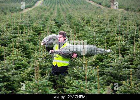 Christmas Tree farm in Scotland Stock Photo