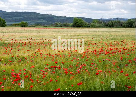 Red Poppies in a wheat field in Spain Stock Photo