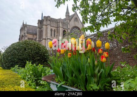 A display of red and yellow tulips in Arundel Castle Gardens, with the Cathedral beyond: Arundel, West Sussex, UK Stock Photo