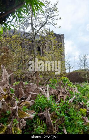 Part of the Stumpery in Arundel Castle Gardens, West Sussex, England, UK, with a glimpse the Cathedral beyond. Stock Photo