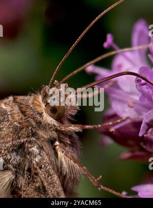 A  macro head shot of a Silver y moth,  Autographa gamma, feeding on Knapweed. Excellent details of its eyes, proboscis, antennae and hairs. Stock Photo