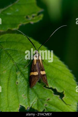 The Yellow-barred long-horn Moth, Nemophora degeerella, is an elegant and quite distinctive insect. It is resting on a leaf with a green background. Stock Photo