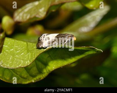A close-up of a Yellow-faced bell moth, Notocelia Cynosbatella. Brown and white with a distinctive yellow tuft on its face. It is resting on a leaf. Stock Photo
