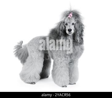 Gray standard poodle standing isolated on a white background Stock Photo