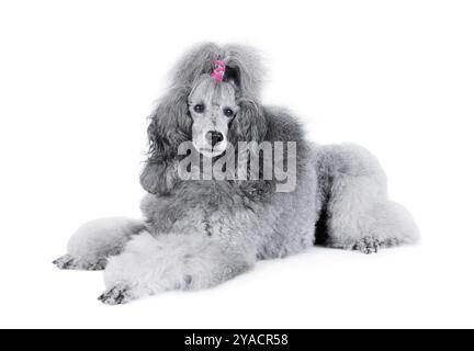 Gray standard poodle lying isolated on a white background Stock Photo