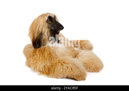 Red haired Afghan Greyhound dog lying in studio isolated on white background Stock Photo