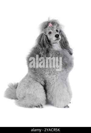 Gray standard poodle sitting isolated on a white background Stock Photo