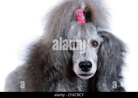 Portrait of a gray standard poodle isolated on a white background Stock Photo