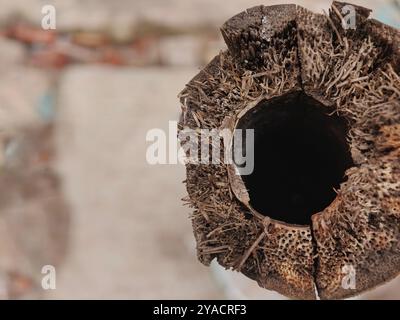 Bamboo close-up Stock Photo